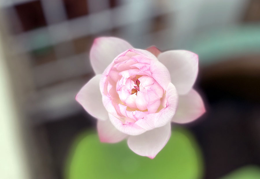 庭に咲いた睡蓮